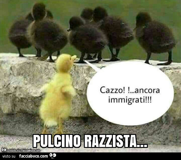 Pulcino razzista