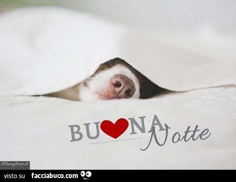 Cane sotto il lenzuolo. Buona Notte