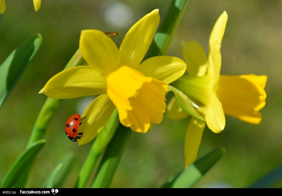 Coccinella su fiore giallo