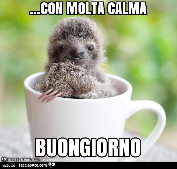 Con molta calma buongiorno
