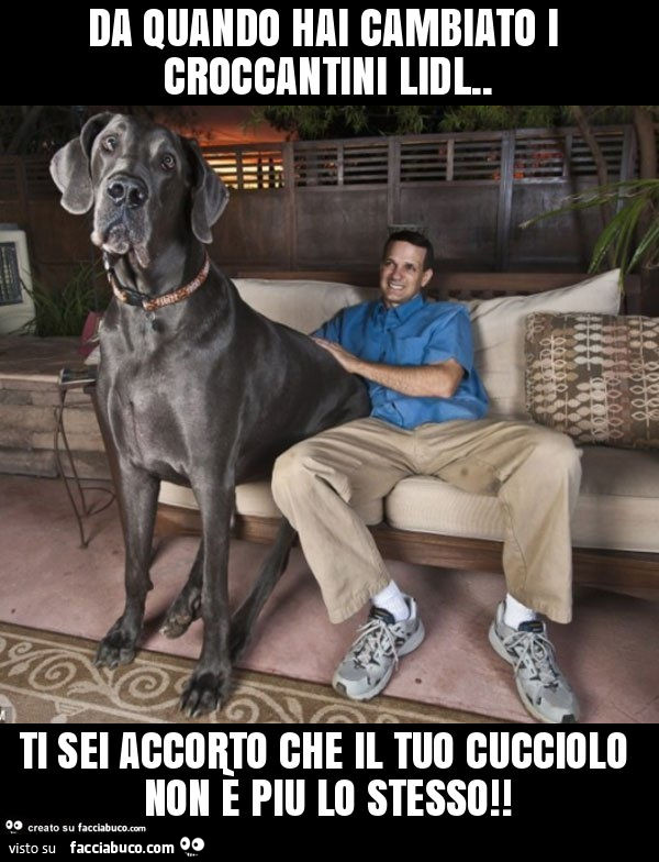 Da quando hai cambiato i croccantini lidl. Ti sei accorto che il tuo cucciolo non è piu lo stesso