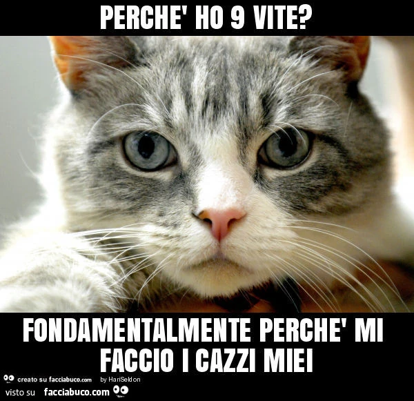 Perchè ho 9 vite? Fondamentalmente perchè mi faccio i cazzi miei