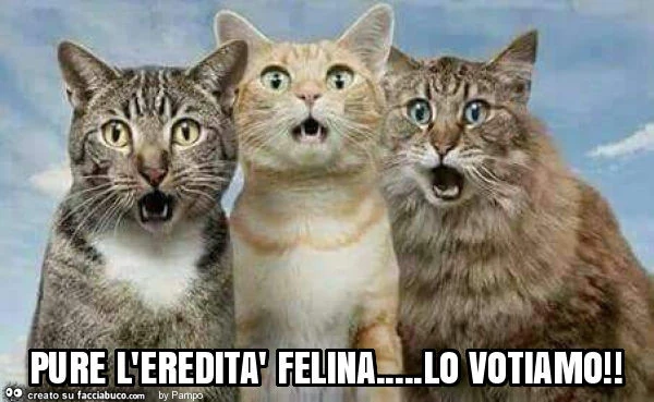 Pure l'eredità felina&hellip; lo votiamo