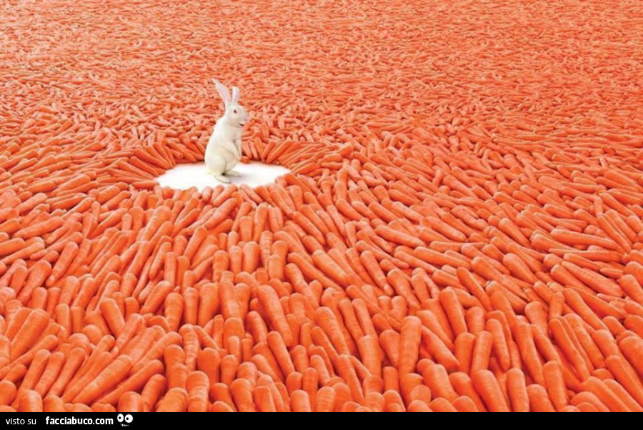 Coniglio bianco in mezzo a migliaia di carote