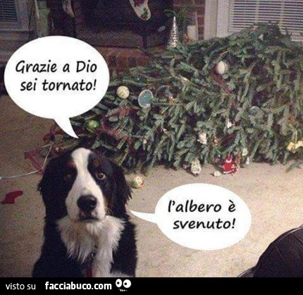 Grazie a Dio sei tornato. L'albero è svenuto