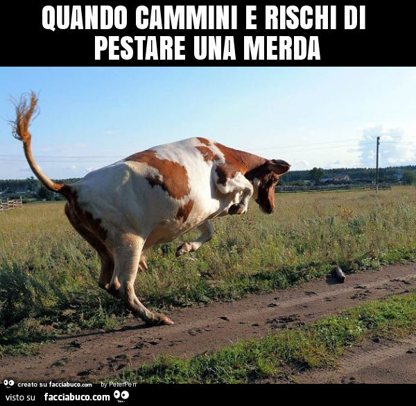 Quando cammini e rischi di pestare una merda