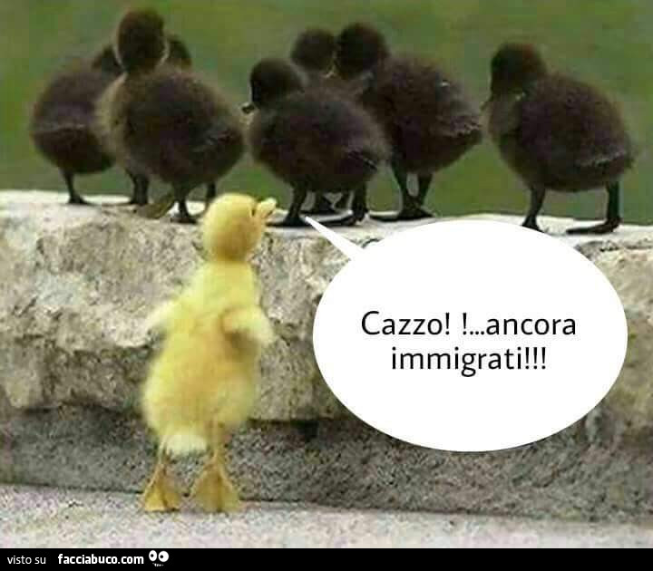 Paperella gialla vede paperelle nere. Cazzo! Ancora immigrati