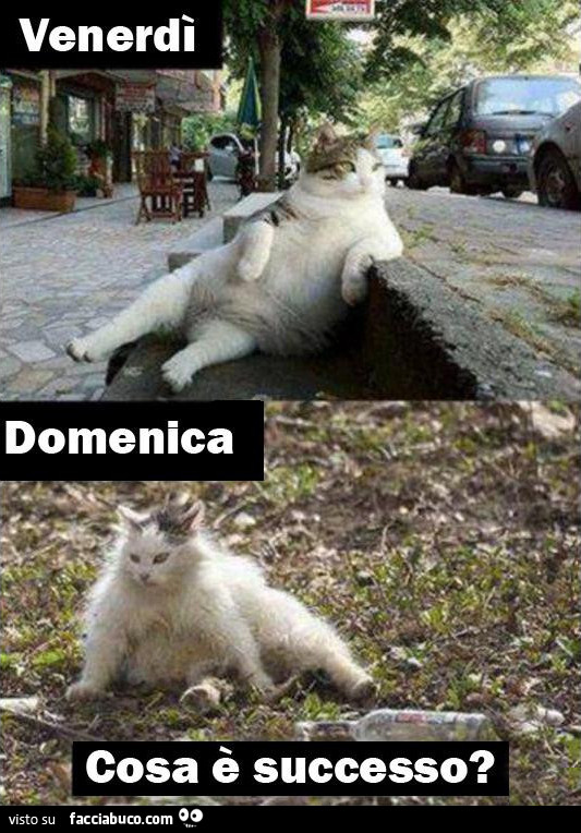Gatto Venerdì. Domenica. Cosa è successo?