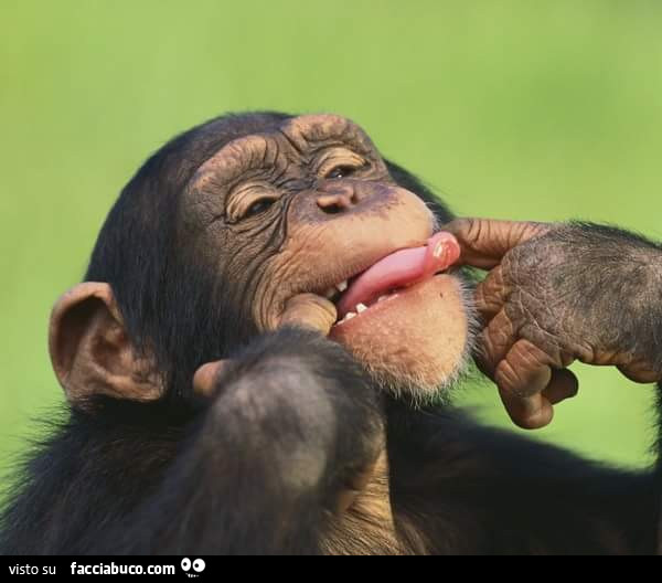 Scimmia fa la linguaccia