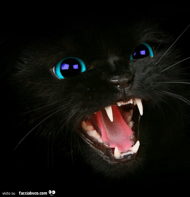 Gatto nero arrabbiato
