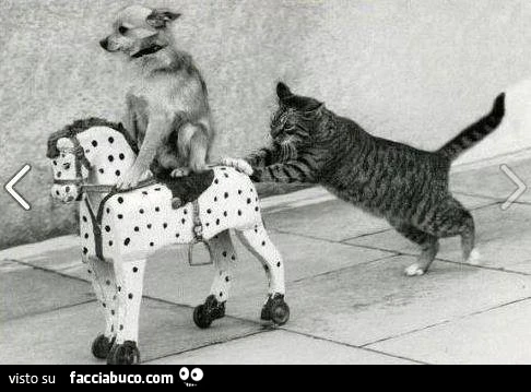 Cane e gatto