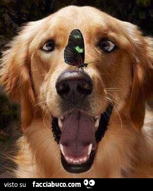 Farfalla sul naso del cane